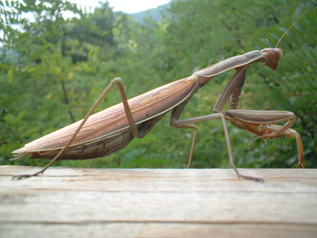 Mantis religiosa